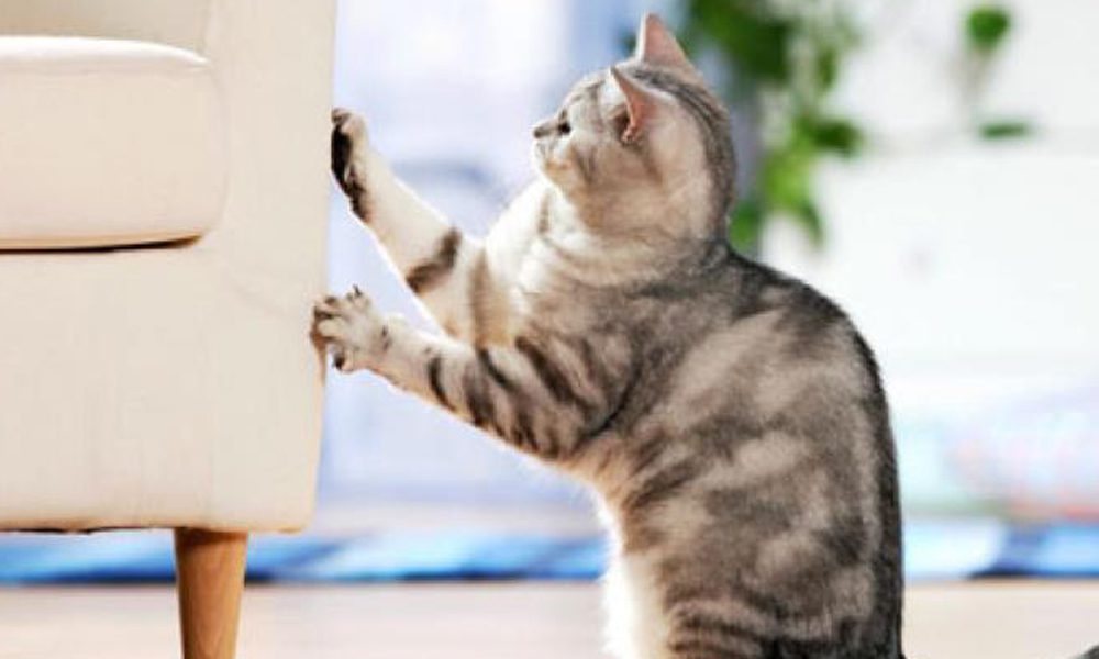 Gatti e divani: 5 modi per evitare che li graffino