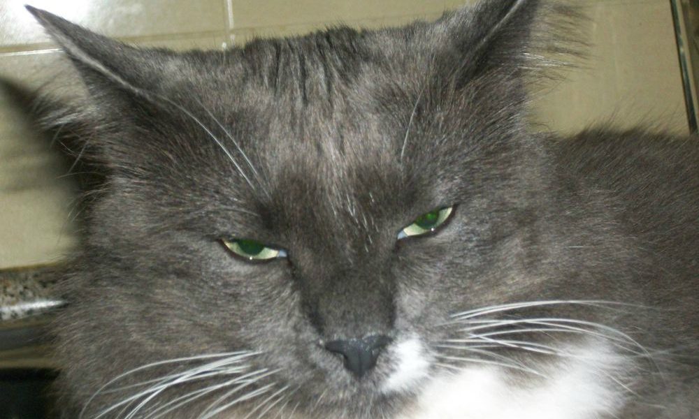 Orrore a Brescia: gatto scuoiato vivo nel cortile di casa