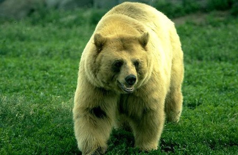 I have bear. I have bear. I have bear. I have bear. Привет медведь.