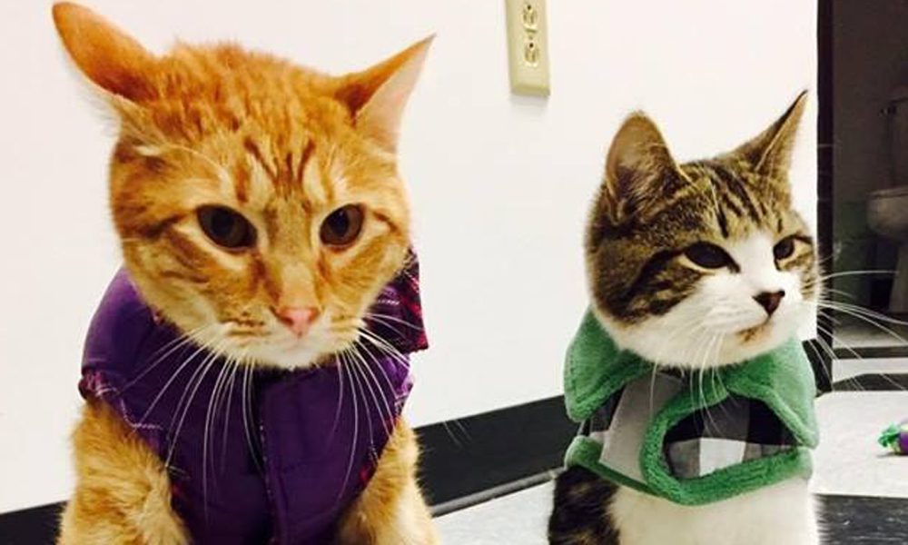 Due gatti "speciali" si incontrano e... si salvano la vita! [FOTO]