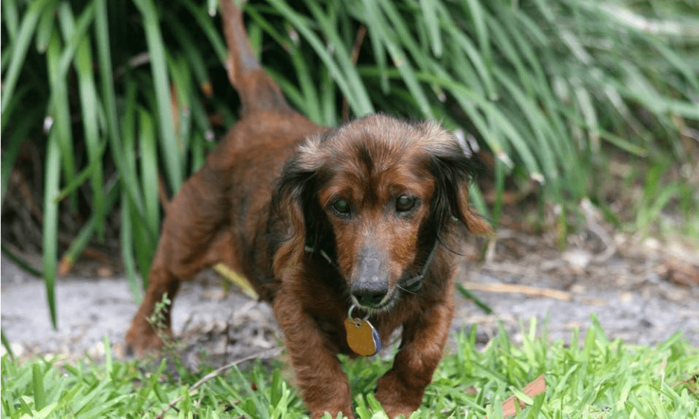 Adotta un cane di 18 anni e gli regala una seconda vita