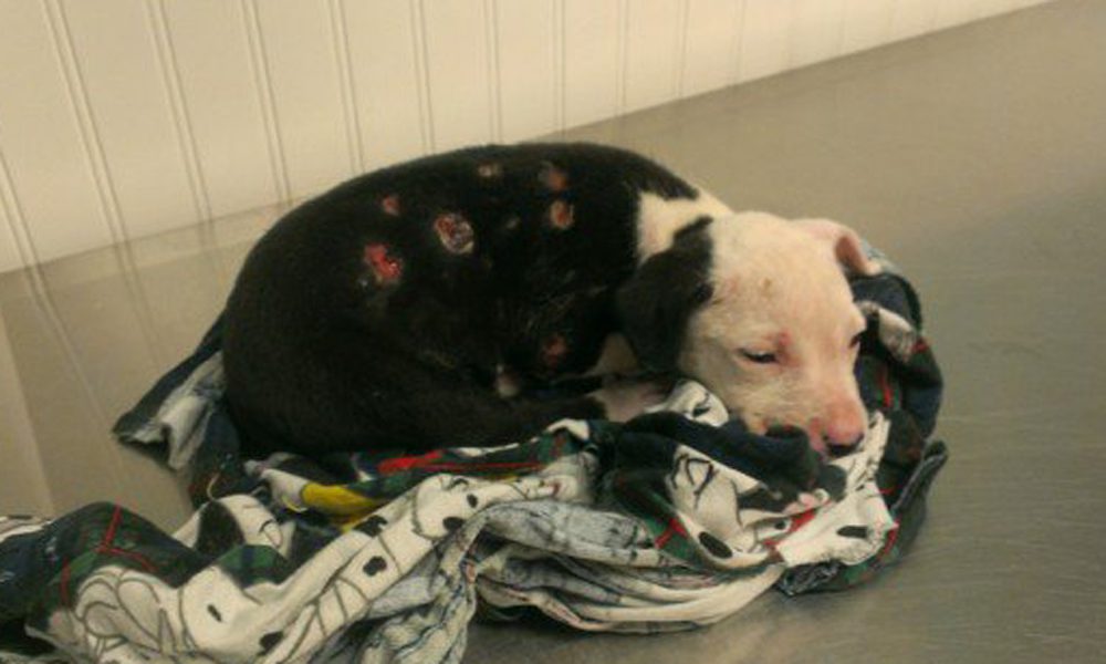 Cucciolo di Pit Bull ustionato, la famiglia lo abbandona: "Ora è brutto" [FOTO]