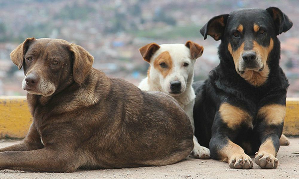 I cani randagi saranno abbattuti a fucilate: la proposta shock del Governo