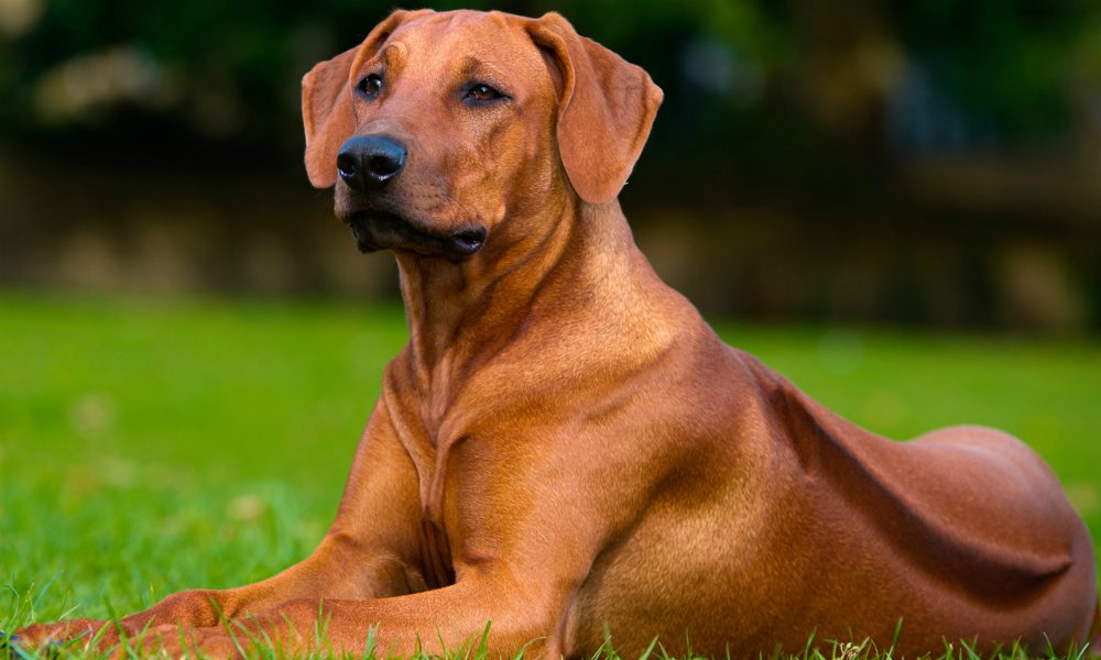 Rhodesian Ridgeback: un cane super agile