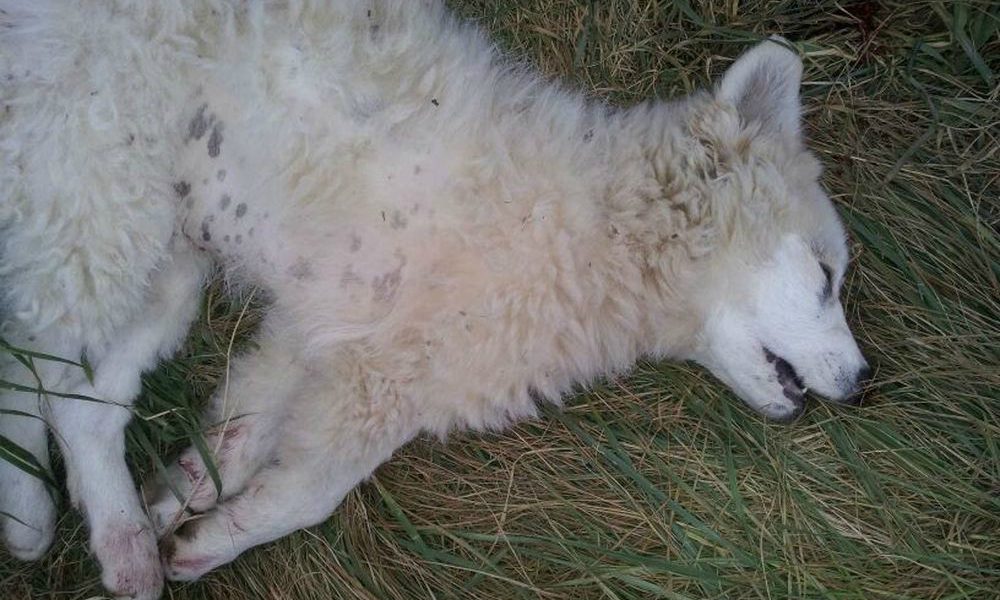 Orrore a San Giovanni Rotondo: cuccioli massacrati a bastonate