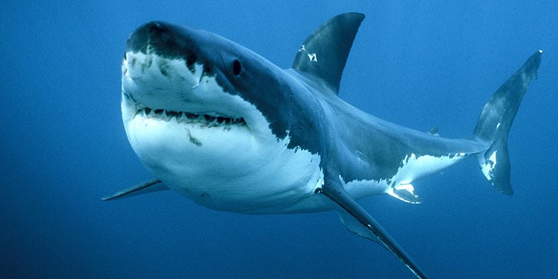 Terrore in Australia: sub attaccato da uno squalo