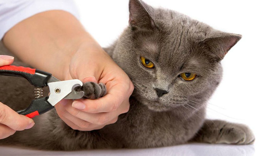 “L’Esperto risponde”: le unghie incarnite nel gatto