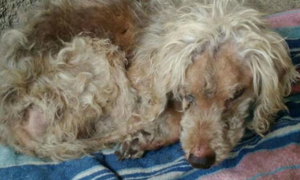Cane gettato in un cassonetto perché troppo vecchio