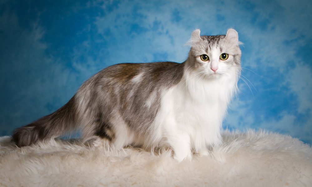 American Curl: il gatto dalle orecchie arricciate