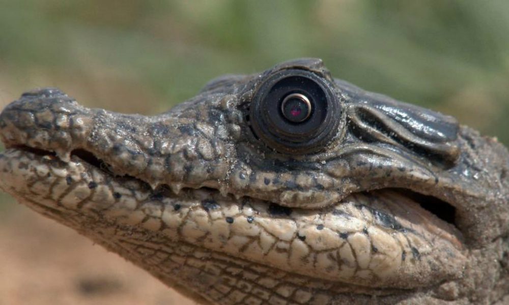 Robot rettili: la tecnologia che spia il mondo animale [VIDEO]