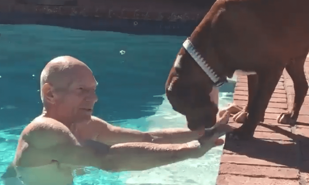 L'attore Patrick Stewart adotta un Pit Bull: ed è subito cult [VIDEO]