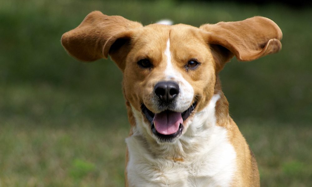 Cani e olio di cocco: 5 (buoni) motivi per usarlo con loro