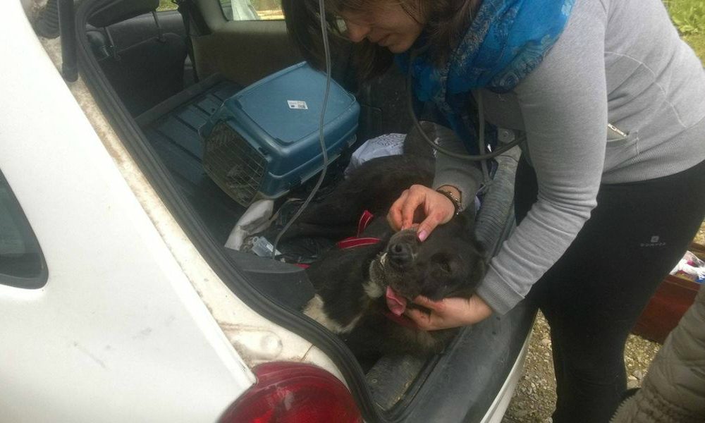 Strage di cani in una ONLUS: “La loro stessa esistenza dava fastidio” [IMMAGINI FORTI]