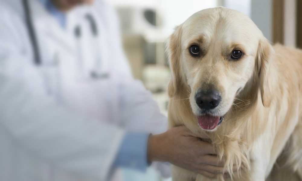 L’Esperto risponde: l’epatomegalia del cane
