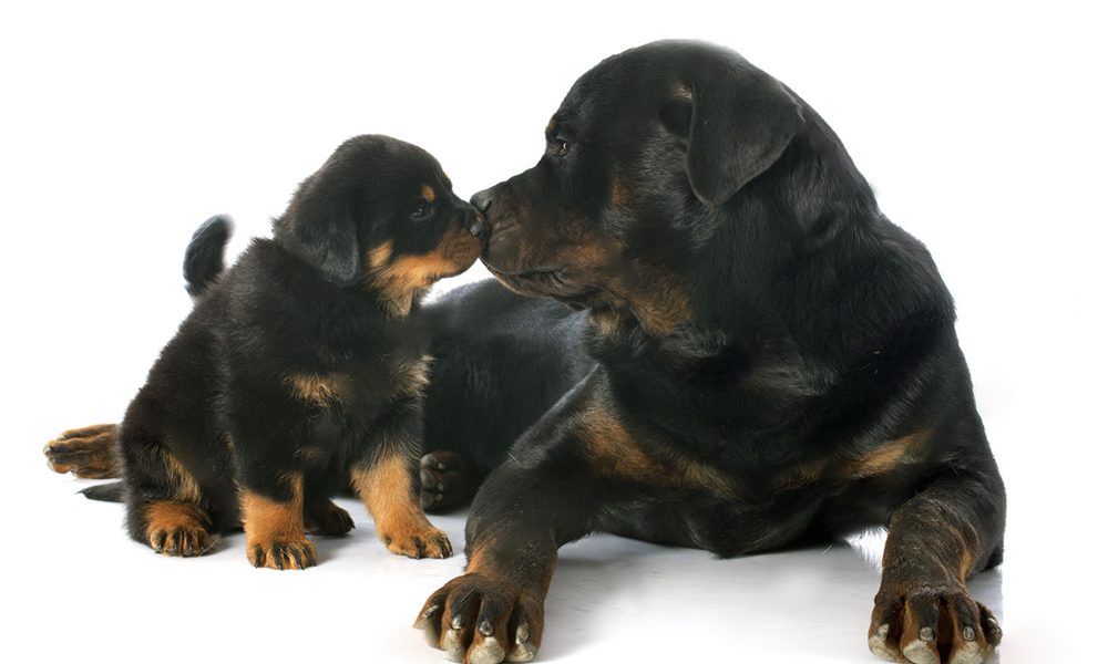Chi è il più cucciolo tra i due? [VIDEO]