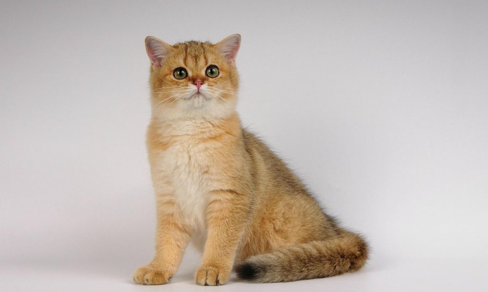 Come insegnare al gatto a stare seduto