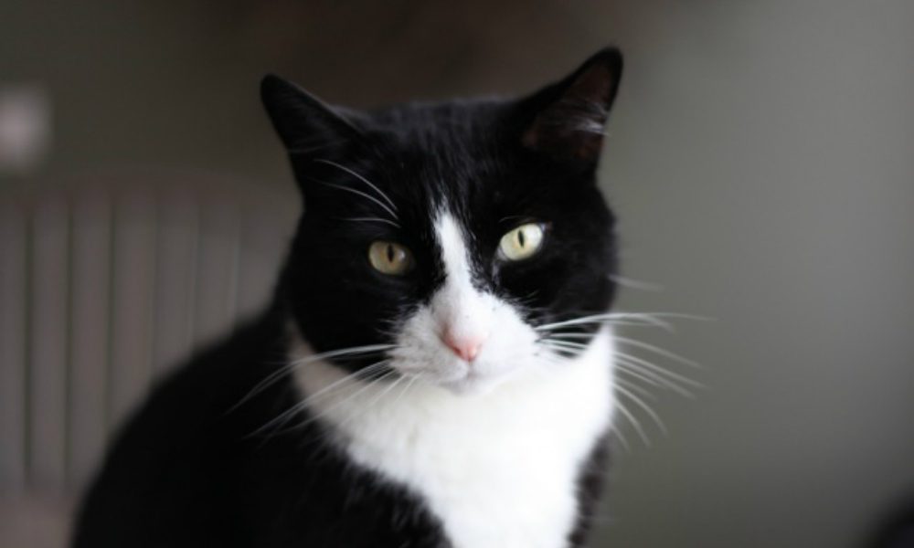 Un gatto molto dispettoso [VIDEO]