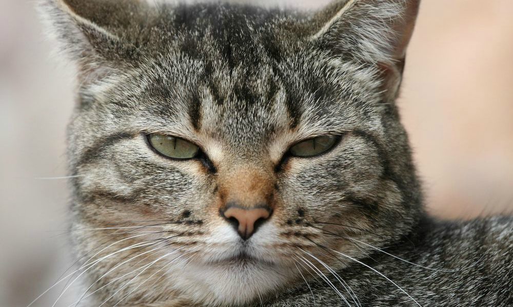 Arrestato il killer dei gatti: dovrà scontare una pena esemplare