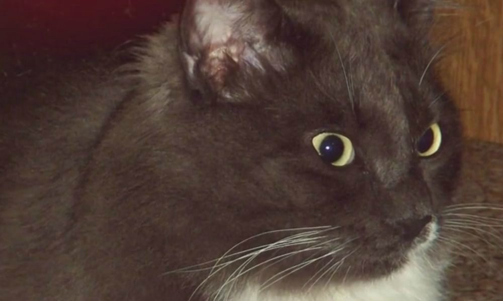 Gattino scuoiato vivo a Brescia: il servizio de “Le Iene”