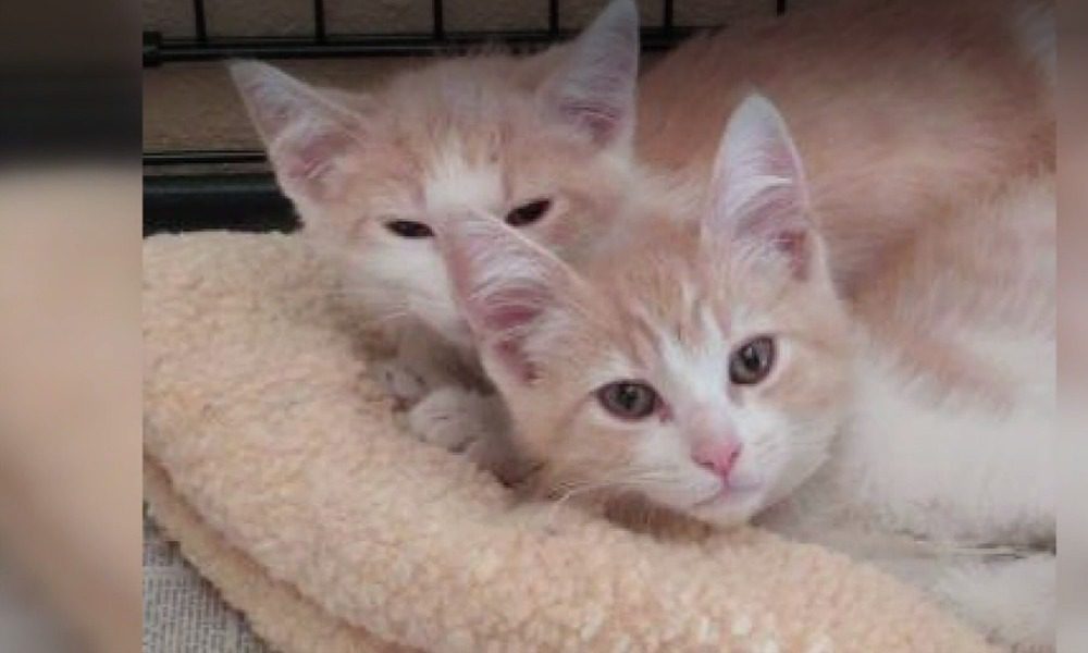 Gattini gemelli adottati separatamente si ritrovano: i loro umani si sono innamorati