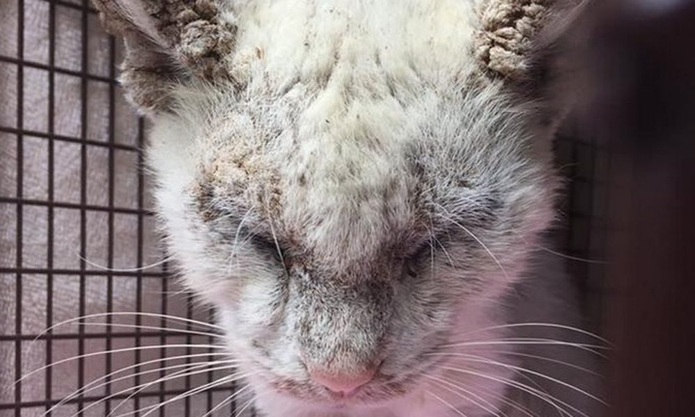 Trova un gatto randagio cieco e lo salva: poi il micio apre gli occhi e stupisce tutti [FOTO]