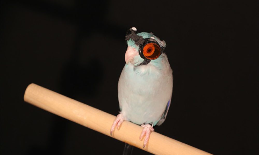 Obi: il pappagallo che ha aiutato la scienza