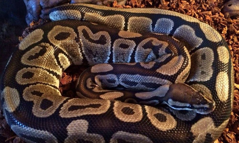 Shock in Spagna: dà da mangiare cuccioli di cane e di gatto al suo pitone [IMMAGINI FORTI]