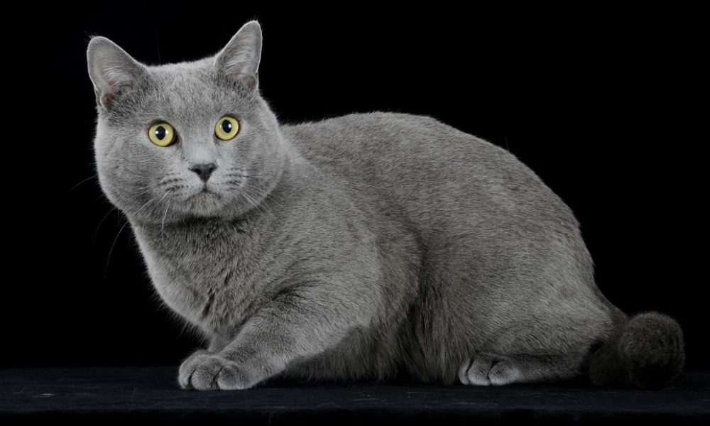 Certosino: 5 caratteristiche che vi faranno innamorare del “re dei gatti”