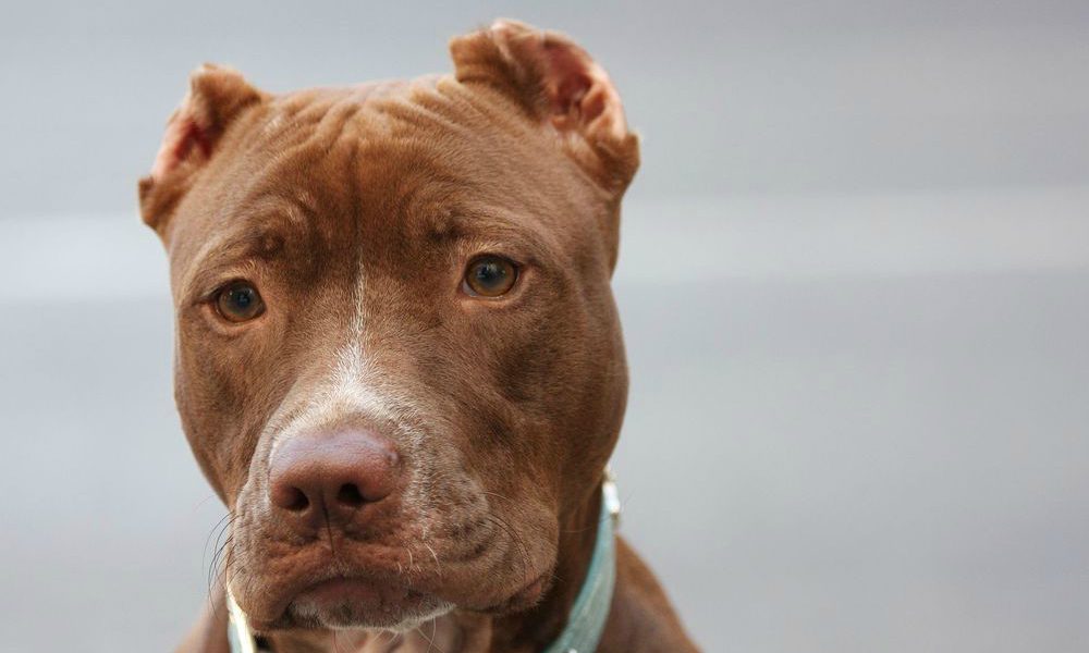 L’incredibile reazione di un pitbull da combattimento che per la prima volta riceve una carezza [VIDEO]