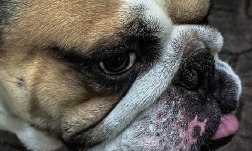 Polizia usa taser contro un cane [VIDEO]