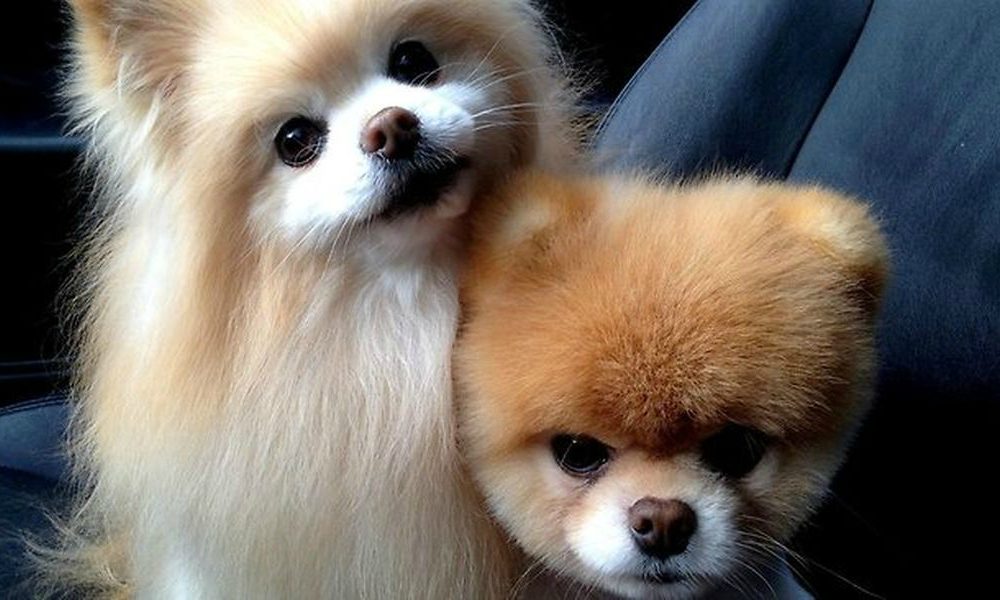 A Pasqua non puoi portare il tuo cane con te? Ci pensa DogBuddy