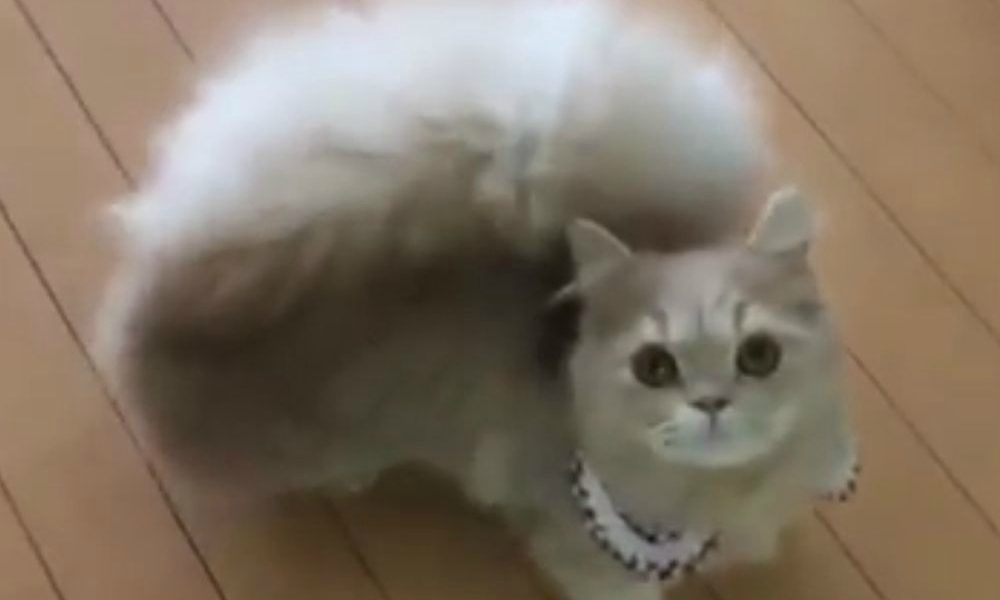 Un gatto o uno scoiattolo? [VIDEO]