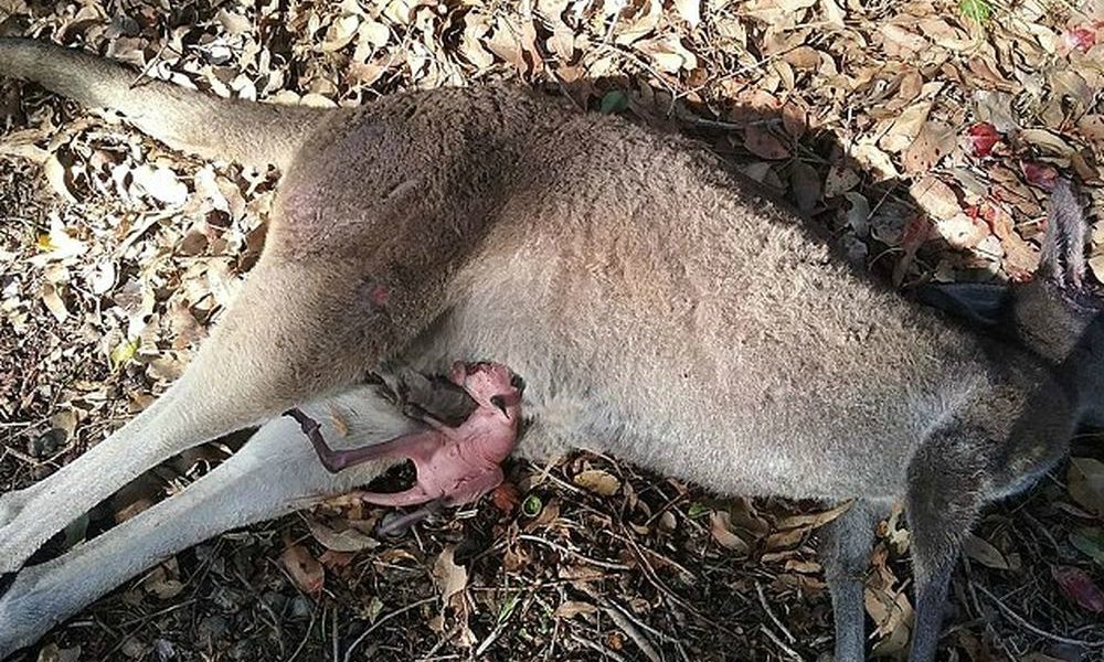 Il salvataggio estremo di una cucciola di canguro [VIDEO]