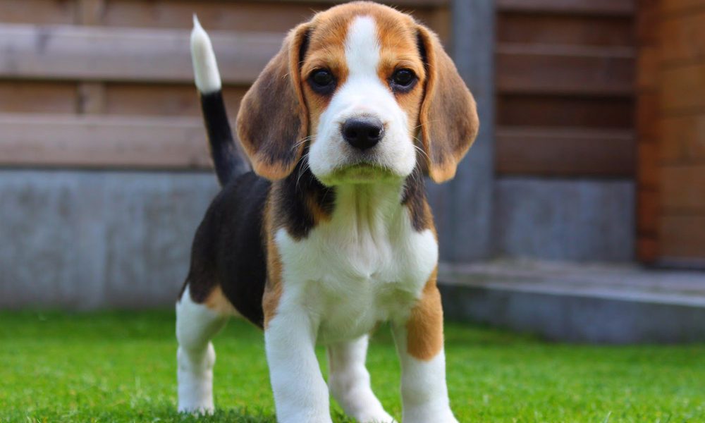 Beagle: le 5 caratteristiche del cane da caccia più dolce