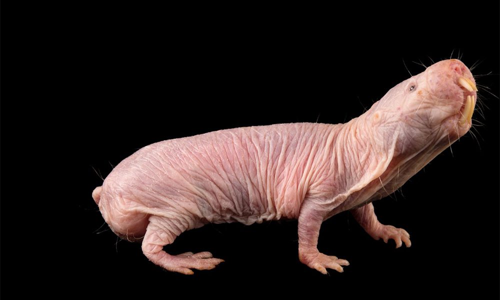 Eterocefali glabri: animali da record [VIDEO]