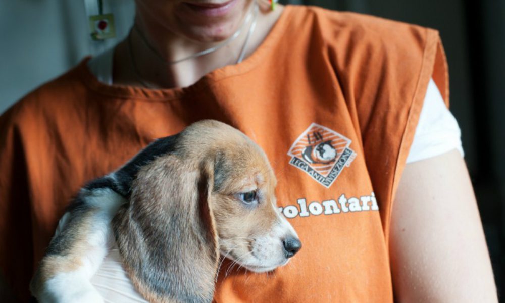 “Insieme dalla parte degli animali”: la prima web serie dedicata al mondo del volontariato