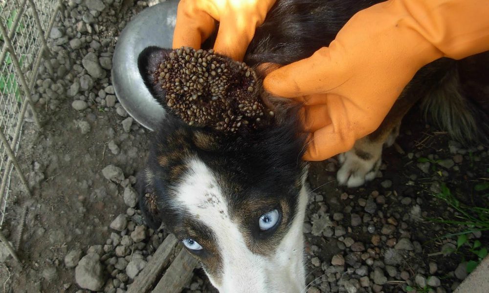 “L’Esperto risponde”: la Rickettsiosi del cane