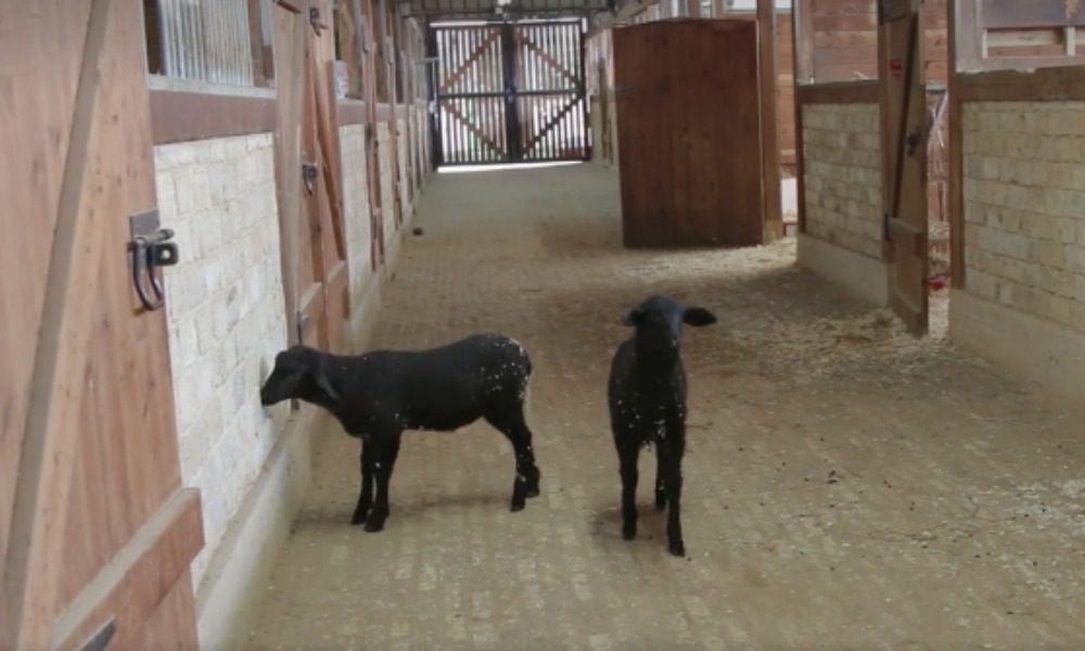 Agnellini salvati dal macello non mangiano più: quando rivedono la loro mamma... [VIDEO]