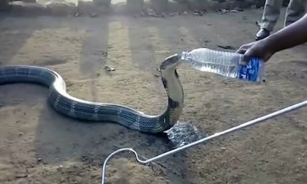 Mai visto un cobra bere così… [VIDEO]