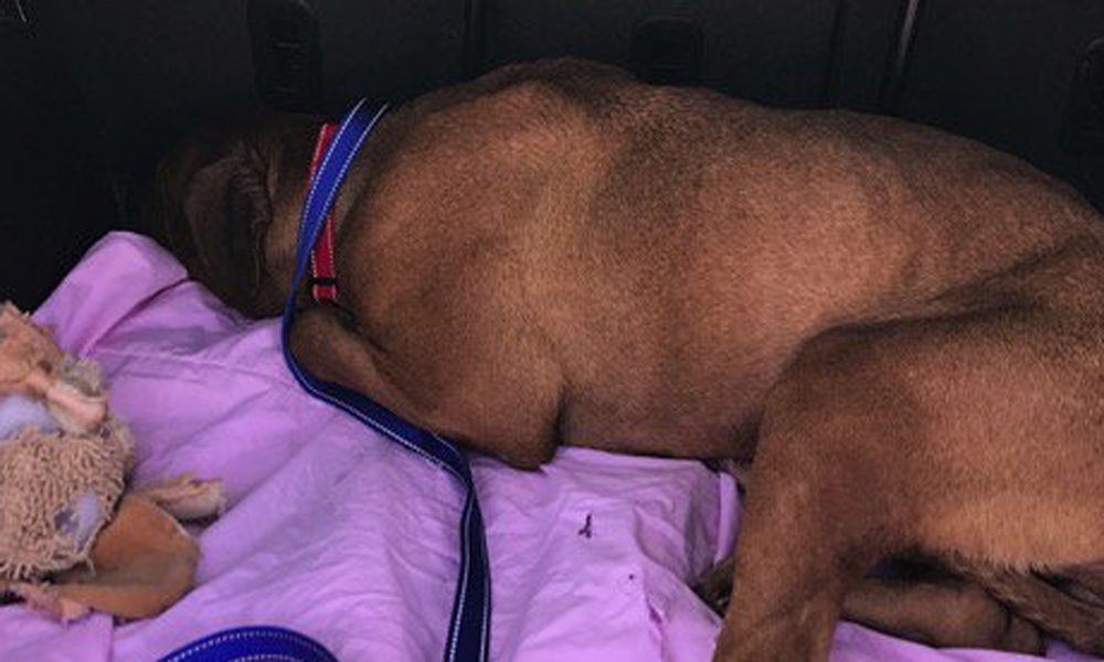 Mamma cane "scaricata" nasconde il suo muso: vorrebbe essere invisibile [VIDEO]