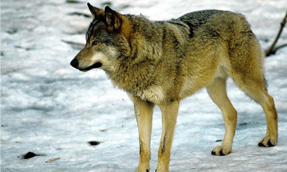 Macabra scoperta a Rieti: lupo impiccato a un albero [IMMAGINI FORTI]