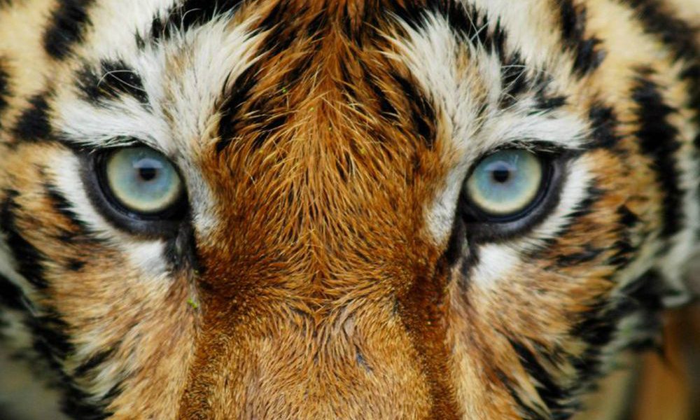 Panico allo zoo: custode sbranata da una tigre