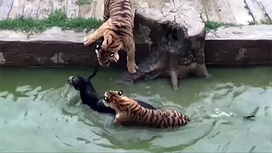 Orrore in Cina: asino dato in pasto vivo alle tigri dello zoo [VIDEO – IMMAGINI FORTI]
