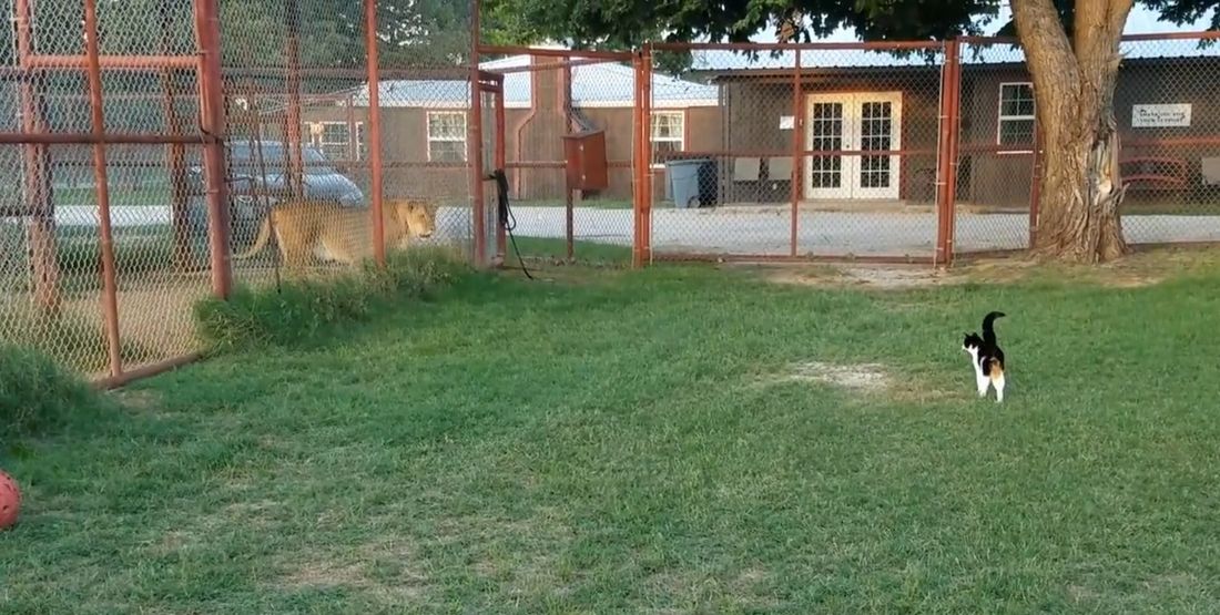Una gattina davvero temeraria… [VIDEO]