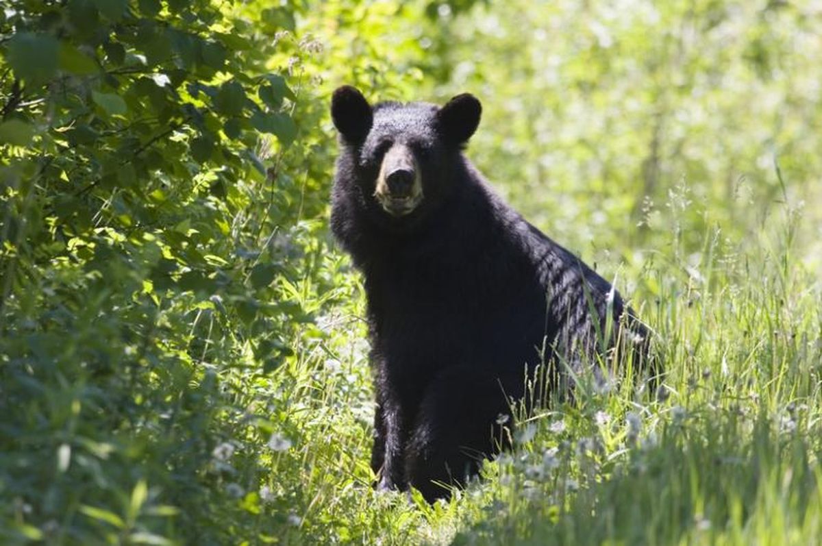 Ciò che fa quest’orso è davvero incredibile… [VIDEO]