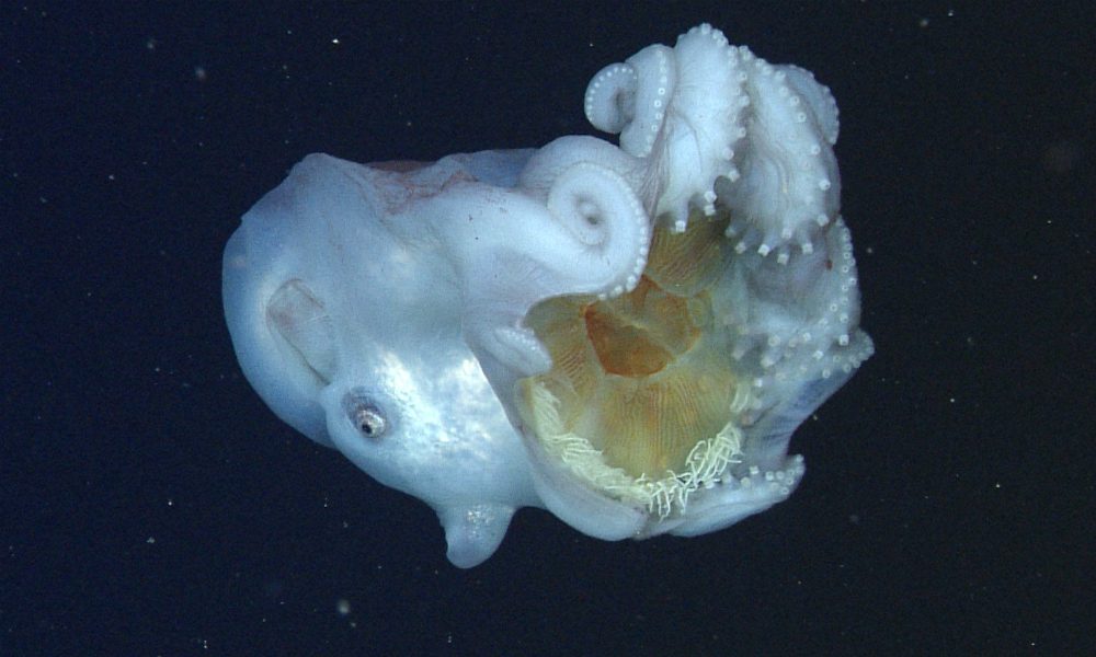 Polpo gigante divora una medusa