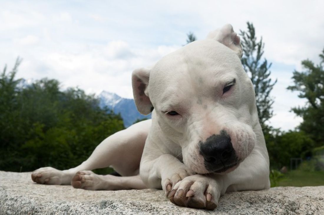 Iceberg è salva: la cagnolina condannata a morte in Danimarca tornerà in Italia