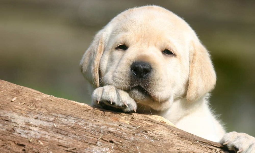 Cani Labrador: 4 motivi per innamorarvi di loro