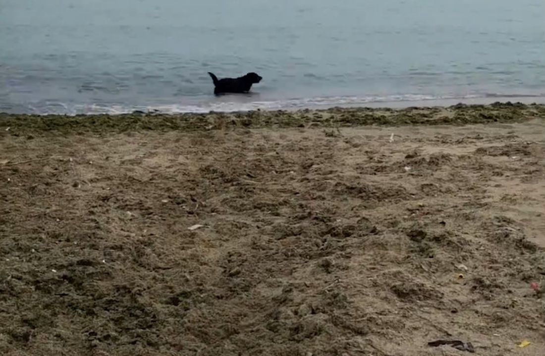 L’irresistibile richiamo del mare [VIDEO]