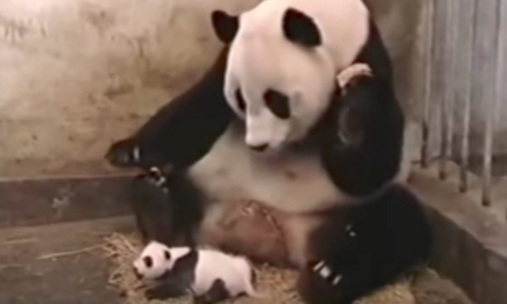 Come starnutiscono gli animali? [VIDEO]